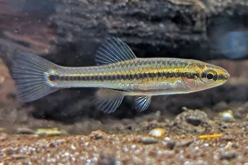 Bluefin killifish (Lucania goodei)
