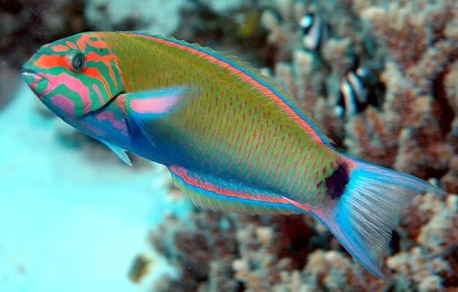 Lunare Wrasse (Thalassoma lunare)