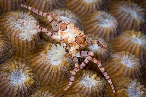 Pom-Pom Crab (Lybia tessellata)