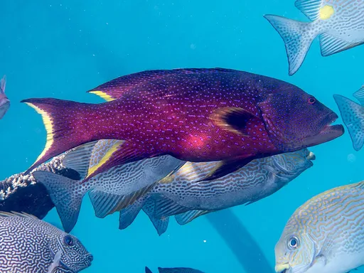 Lyretail grouper (Variola louti)