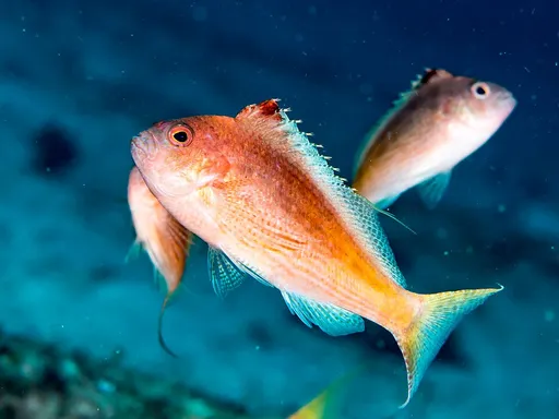 Lyretail Hawkfish (Cyprinocirrhites polyactis)