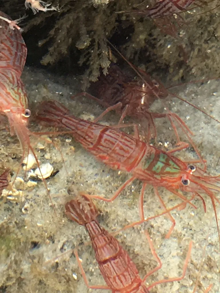 Peppermint Shrimp (Lysmata wurdemanni)