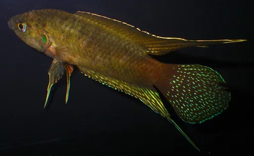 Round-tail paradise fish (Macropodus ocellatus)