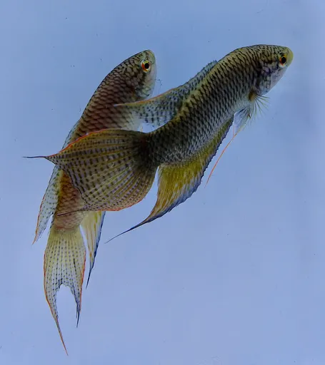 Black paradise fish (Macropodus spechti)