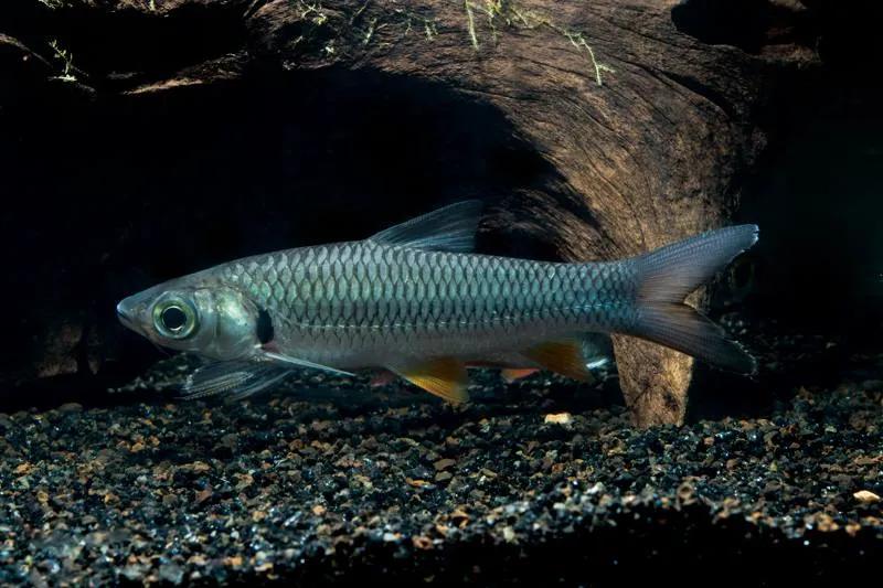 Mad barb (Leptobarbus hoevenii)