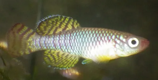 Mafia killifish (Nothobranchius korthausae)