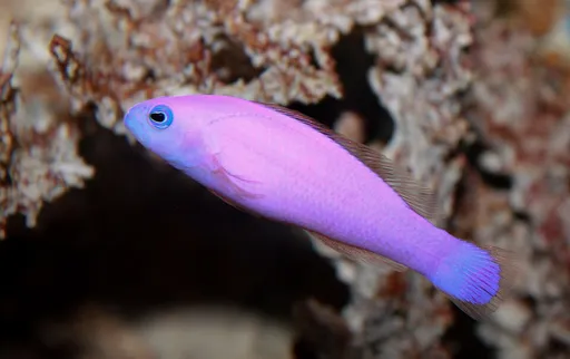 Magenta Dottyback (Pictichromis porphyrea)