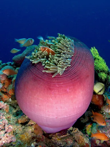 Magnificent Anemone (Heteractis magnifica)