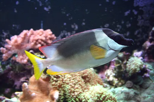 Magnificent Foxface (Siganus magnificus)