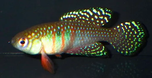 Magnificent killifish (Hypsolebias magnificus)