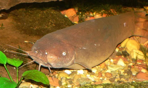Electric catfish (Malapterurus electricus)