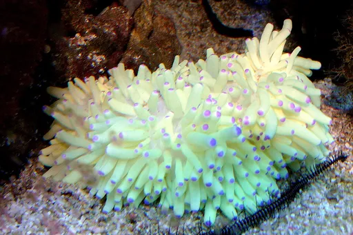 Malu Anemone (Heteractis malu)