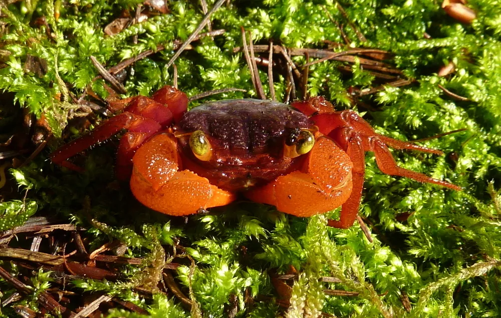 Mandarin vampire crab (Geosesarma notophorum)