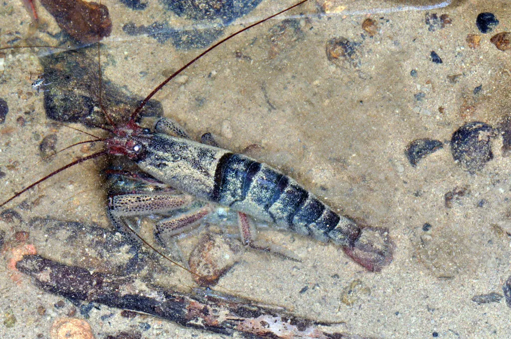 Marble wood shrimp (Atya scabra)