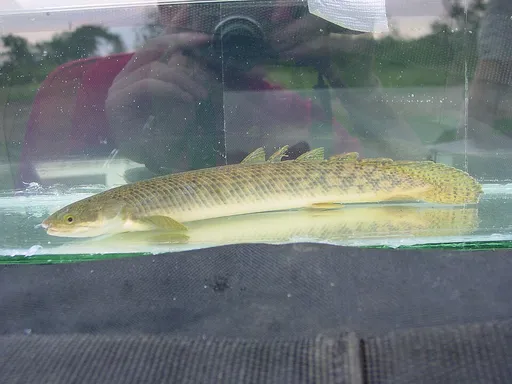 Marbled bichir (Polypterus palmas)