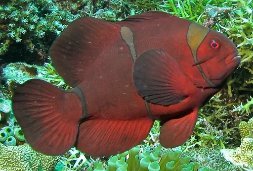 Maroon Clownfish (Premnas biaculeatus)