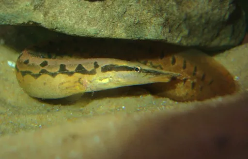 Tire-track eel (Mastacembelus armatus)