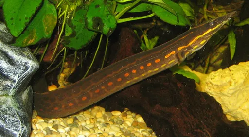 Fire eel (Mastacembelus erythrotaenia)