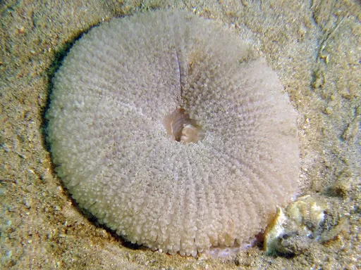 Maxi-Mini Carpet Anemone (Stichodactyla tapetum)