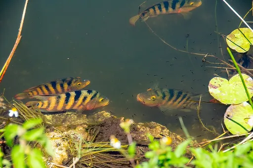 Mayan cichlid (Mayaheros urophthalmus)