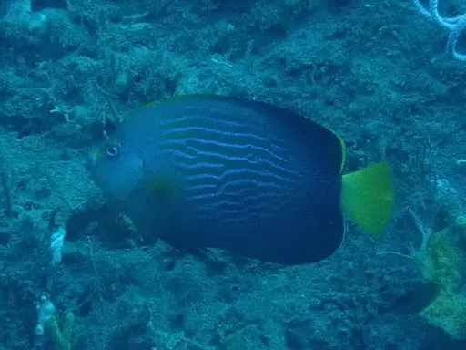 Maze Angelfish (Chaetodontoplus cephalareticulatus)