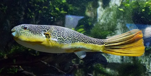 Mbu puffer (Tetraodon mbu)