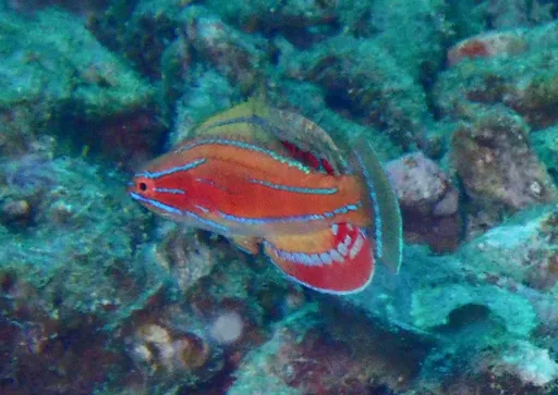 McCosker's Flasher Wrasse (Paracheilinus mccoskeri)