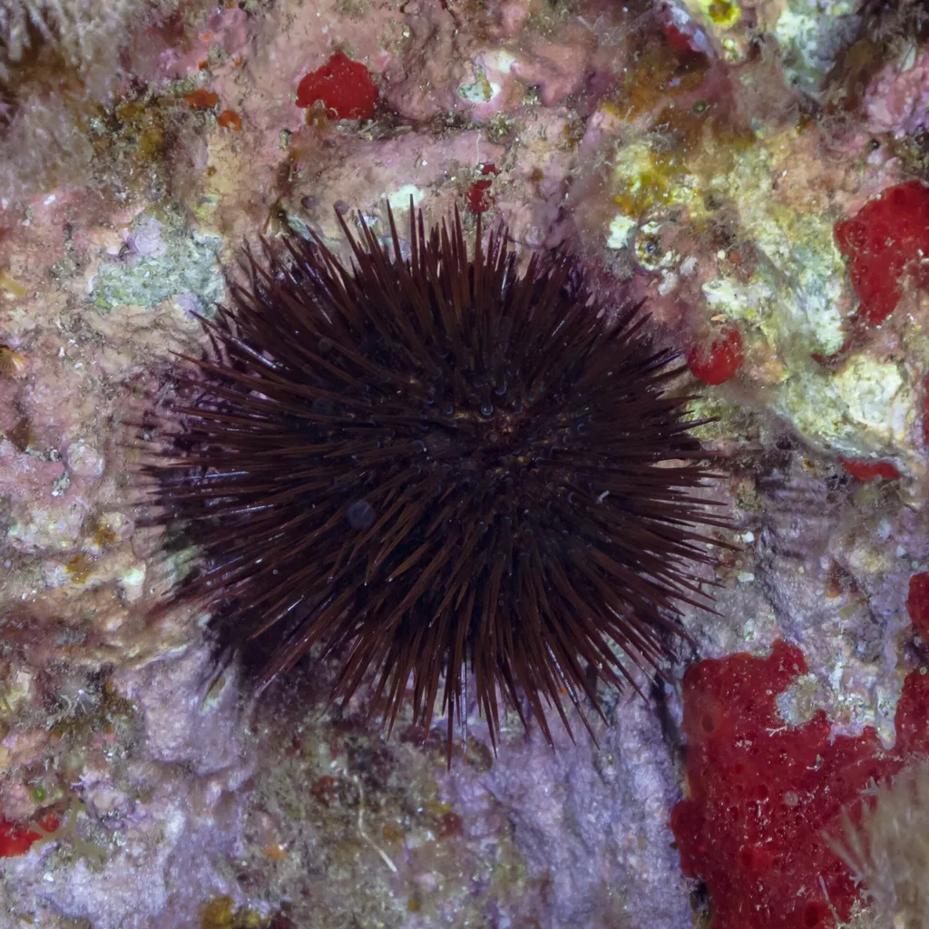 Mediterranean purple urchin (Paracentrotus lividus)