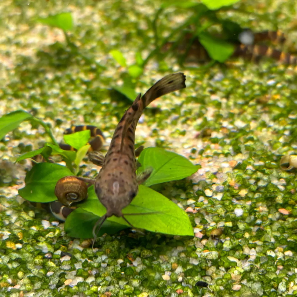 Bar-tailed hoplo (Megalechis picta)