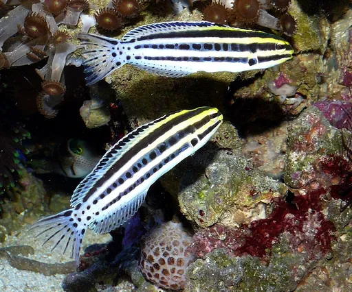 Striped Poison-Fang Blenny (Meiacanthus grammistes)