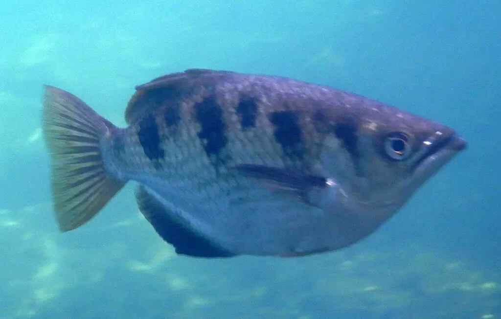 Mekong archerfish (Toxotes mekongensis)