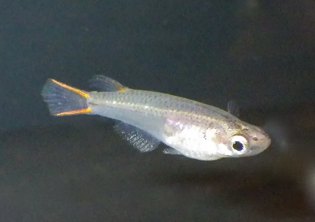 Mekong ricefish (Oryzias mekongensis)