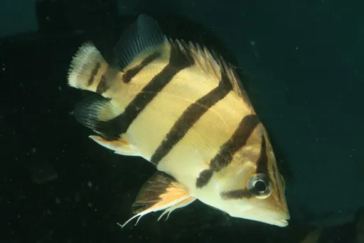 Mekong tiger perch (Datnioides undecimradiatus)
