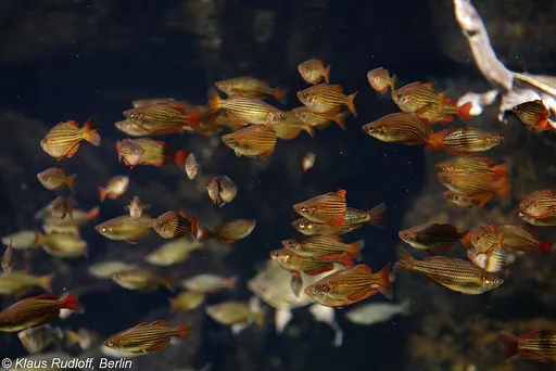 Dwarf rainbowfish (Melanotaenia maccullochi)