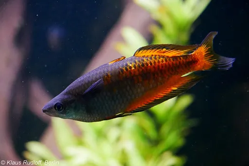 Parkinson's rainbowfish (Melanotaenia parkinsoni)