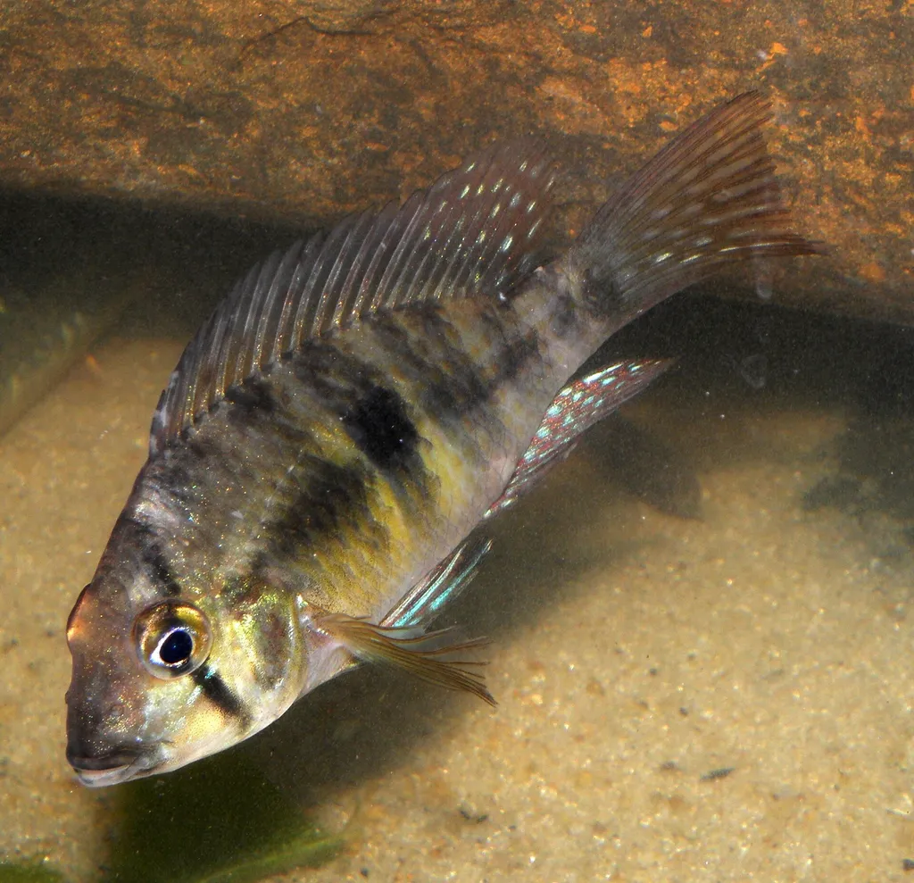 Meridionalis eartheater (Gymnogeophagus meridionalis)