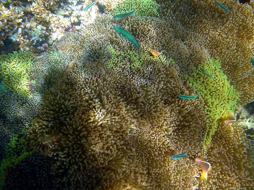 Mertens' Carpet Anemone (Stichodactyla mertensii)
