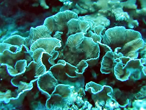 Ruffled Coral (Merulina ampliata)