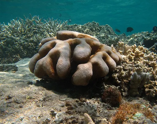 Meteor Shower Coral (Cyphastrea serailia)