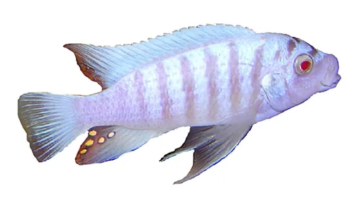 Zebra mbuna (Metriaclima zebra)