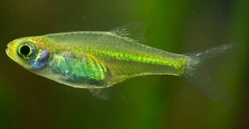 Green neon rasbora (Microdevario kubotai)