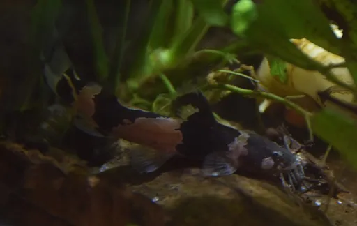 South American bumblebee catfish (Microglanis iheringi)