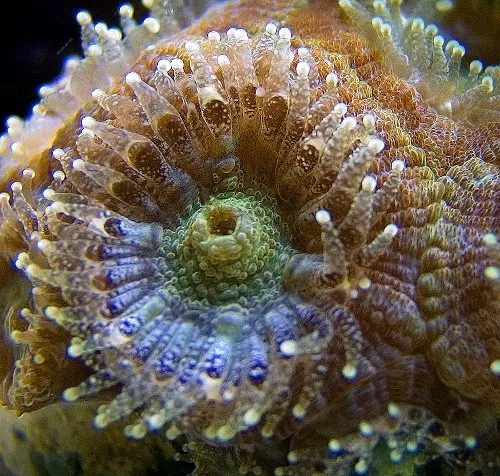 Acan Lord Coral (Micromussa lordhowensis)