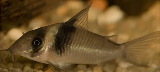 Miguelito cory (Corydoras virginiae)