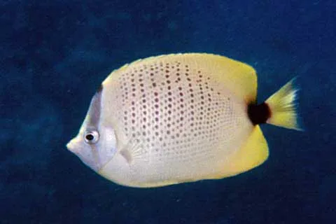 Milletseed Butterflyfish (Chaetodon miliaris)