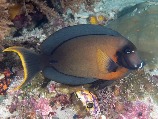 Mimic Tang (Acanthurus pyroferus)
