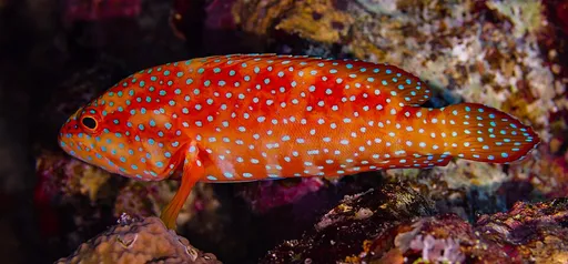 Miniatus grouper (Cephalopholis miniata)