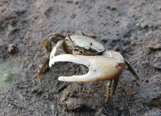 Fiddler crab (Minuca minax)