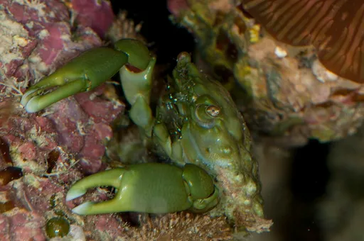Emerald Crab (Mithraculus sculptus)