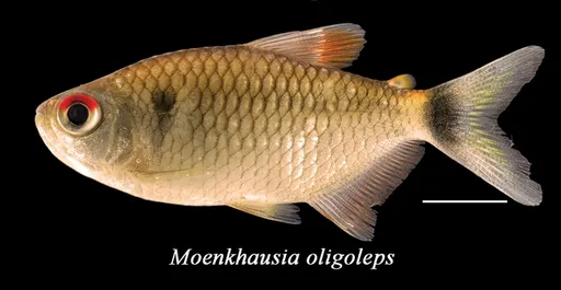 Glass tetra (Moenkhausia oligolepis)